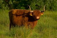Schottischer Highlander im hohen Gras