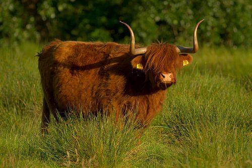 Schotse hooglander in het hoge gras