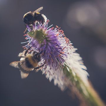 Bumblebees looking for nectar by Karens Fotografie