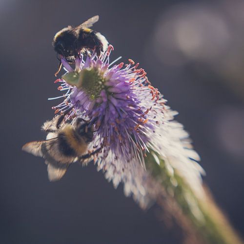 Hommels op zoek naar nectar