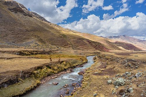 Grazing vicuña's by a mountain river
