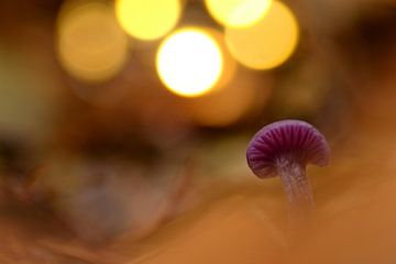 Hele mooie paddenstoel met mooie bokeh van Arthur Wisse