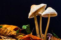 Fall mushrooms in forest sur Mark Scheper Aperçu