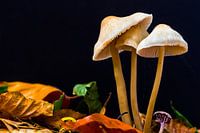 Herfst paddestoelen in bos