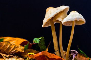 Herfst paddestoelen in bos