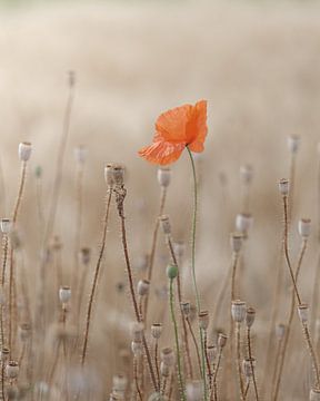 Coquelicot sur Liliane Jaspers