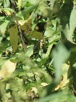 Libelle Asssenradepad