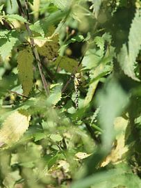 Libelle Asssenradepad