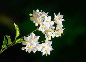 Bloemen van een jasmijnbloemige nachtschade