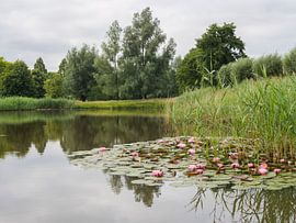 Waterlelie van Alie Messink