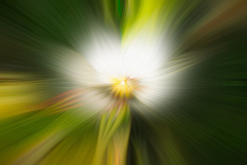 Fruit tree blossom abstract by Steffen Peters