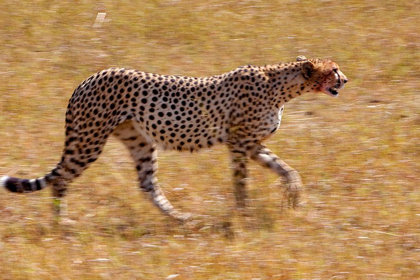 coming from hunting by Peter Michel