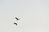 The geese fly south