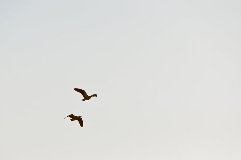 The geese fly south by Bas Wolfs