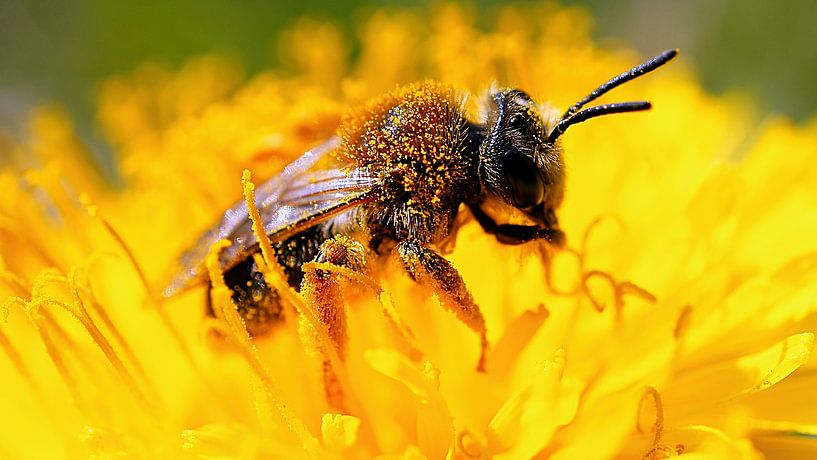 Bee on a flower collecting nectar by Martin Köbsch