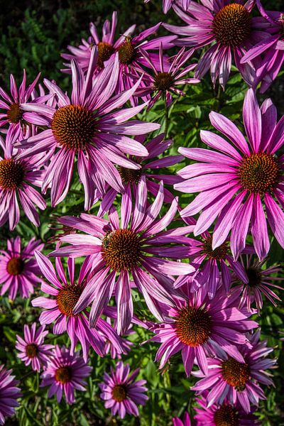 flora by Bart Liesenborgs