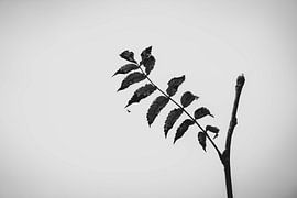 Black and white nature photo with spider by Kim Van Uuden