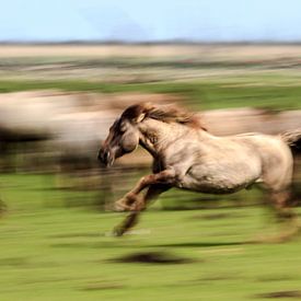 Running Horses sur Rene Kooijman