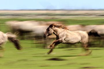 Running Horses van Rene Kooijman