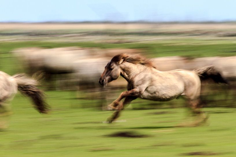Running Horses par Rene Kooijman