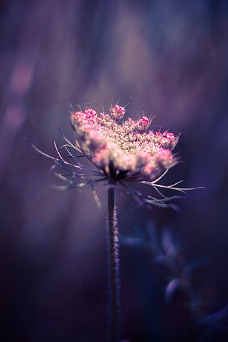 Daucus carota