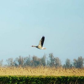 Gans im Flug von DutchRosephotography