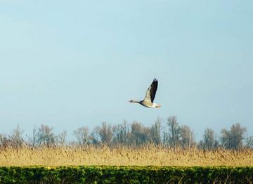 Goose in flight by DutchRosephotography