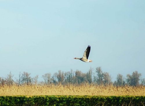 Gans in vlucht