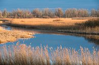 A beautiful winter day in the polder by Koen Hoekemeijer thumbnail