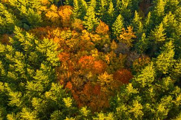 Herbstwald mit bunten Blättern von oben gesehen