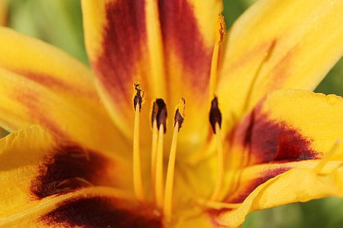 The Flower Pistil