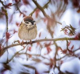 Sparrow on a snow covered tree