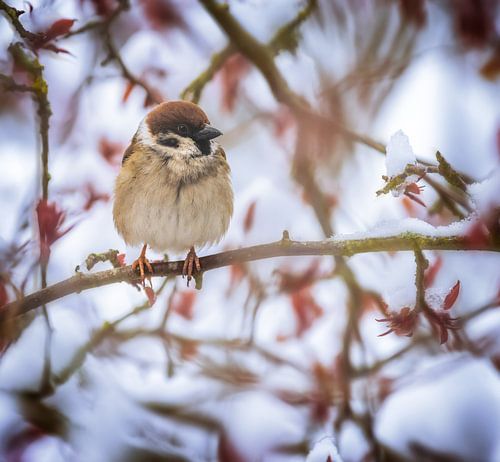 Moineau sur un arbre couvert de neige