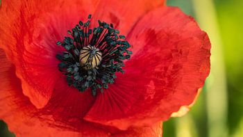 Poppy blossom