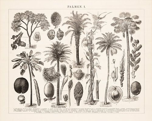 Vintage educatieve plaat met palmen