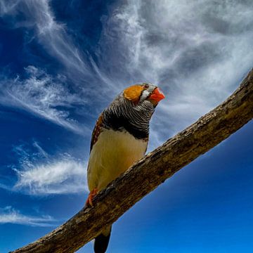 Zebrafink auf einem Ast von Patricia Hofmeester
