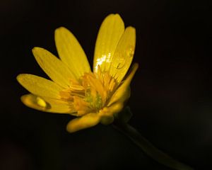 Gewöhnliche Teesträucher mit Wassertropfen vor schwarzem Hintergrund von Bram Lubbers