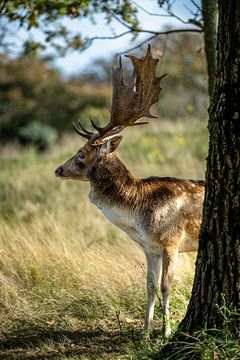 Damhirsch teilweise hinter einem Baum versteckt von Rob Rollenberg