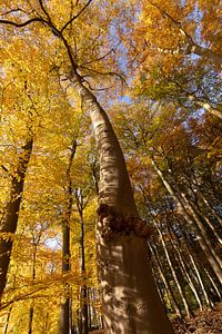 Beukenboom met goudgele hoed
