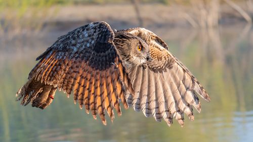 Flying eagle owl