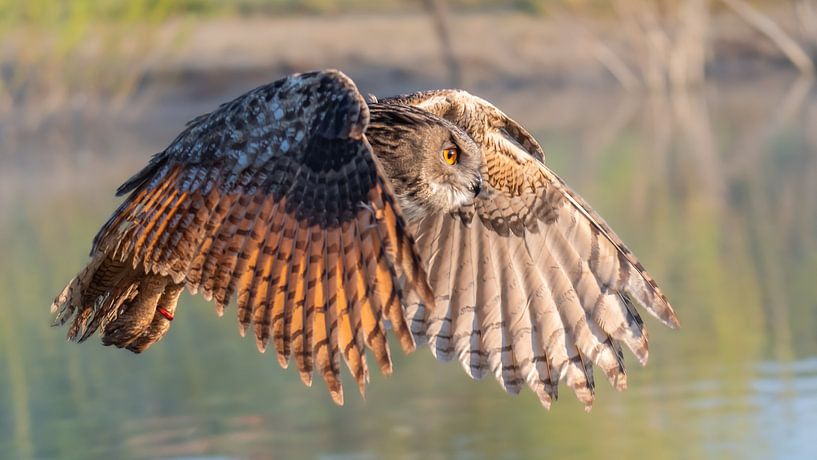 Hibou aigle volant par Aandenken in Beeld