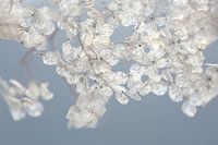 Winter hydrangea