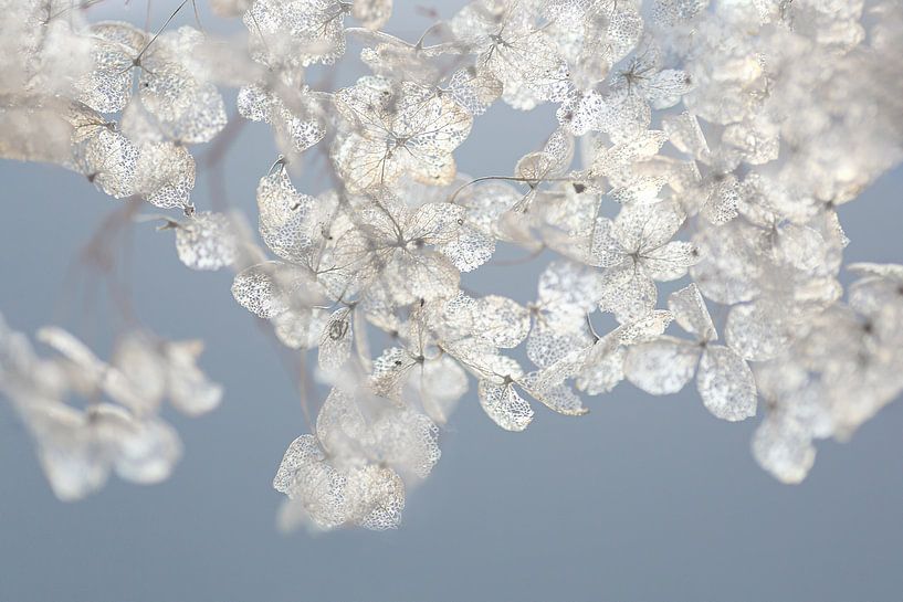 Winter hydrangea by Mariëtte Aernoudts