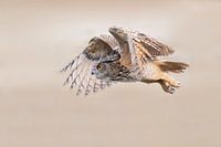 Uhu im Flug