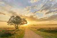 Zonsopkomst op de paarse hei