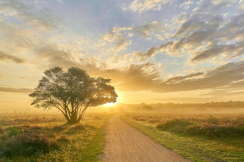 Sunrise on the purple heath