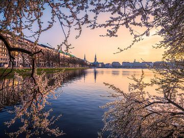 Cherry blossoms in Hamburg, Germany by Michael Abid