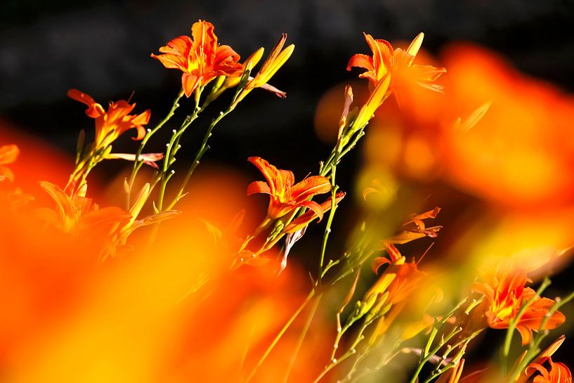 Lilies by Thomas Jäger