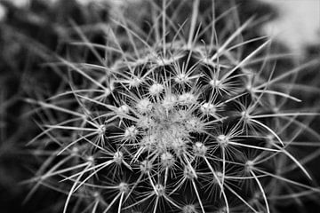 ingewikkelde cactus van Marije Zwart