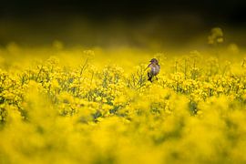 Oiseau (femelle de Stonechat) dans le colza sur KB Design & Photography (Karen Brouwer)